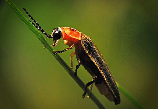 firefly-the-lightening-bugs-facts-for-kids-wild-life-nature