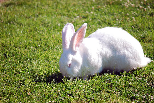 Long ears are funny,here comes the bunny.