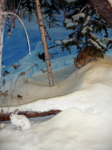 Snowshoe Rabbits are hare, they turn white in the snow