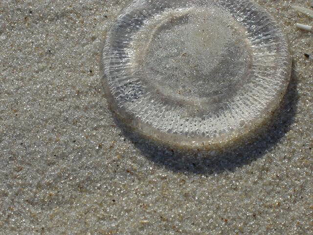 jellyfish-sand