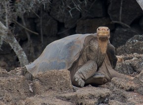 Lonesome George rare tortoise extinct