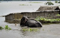 Kazirangha National Park Flooded, Photocredit:zeenews