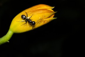 Ants Heavier than humans