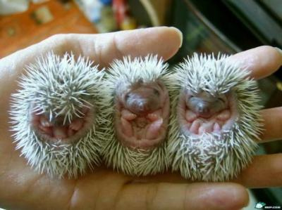cute porcupine babies