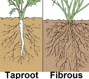 How Do Roots Help The Plants?