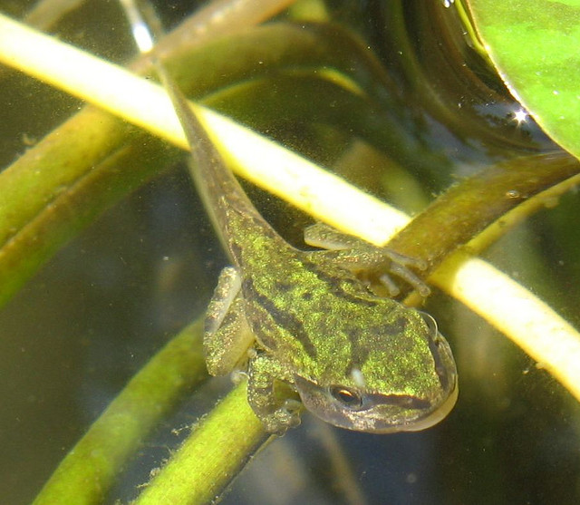 tadpole  with hind and front legs