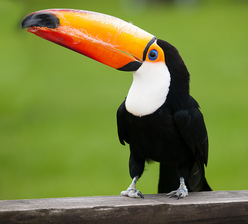 venezuelan rainforest animals