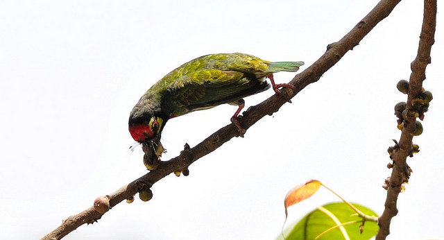 Coppersmith barbet eating a berry