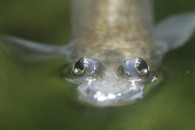  Anableps four-eyed-fish