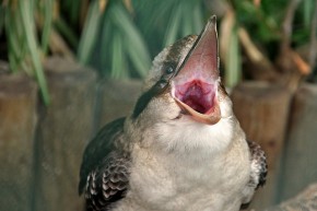 kookaburra gum prey sits kookaburras kinooze insects snakes frogs