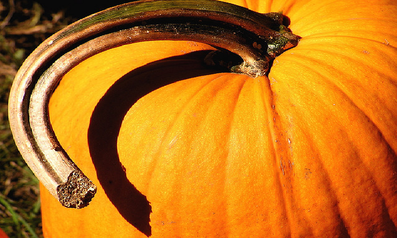 The opaque stem of the pumpkin blocks the light to form a sharp shadow