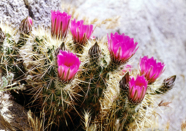 Desert cacti with flowers