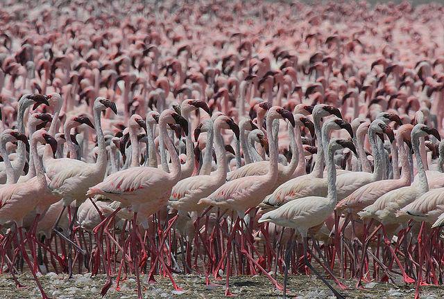 Millions of Flamingos flock Lake Bogoria