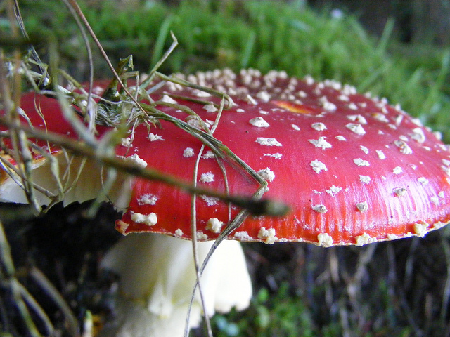 Harmful mushrooms