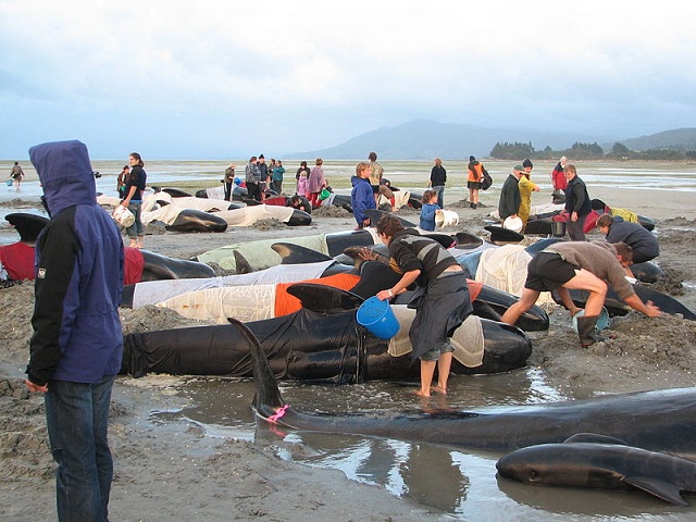 Pilot whales stranded on Beach