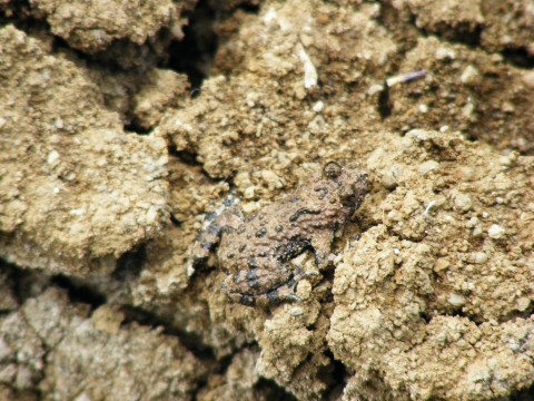 Frog hiding on the rocks