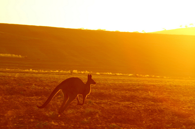 australia-kangroo