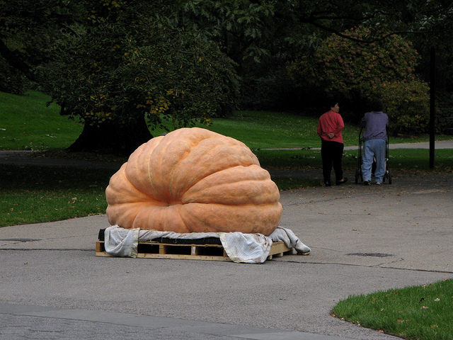 giant-pumpkin