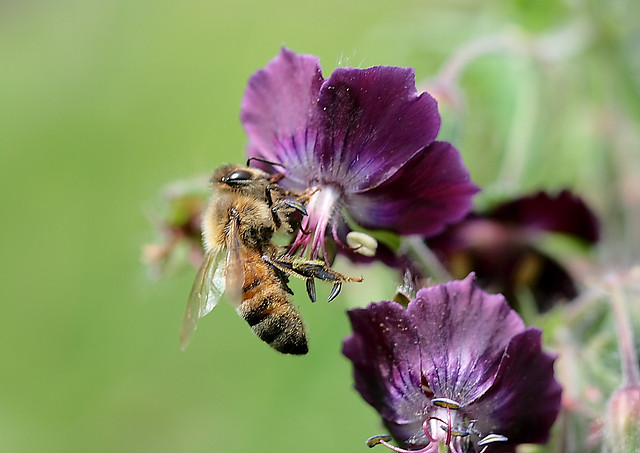 honey-bee sucking on nectar