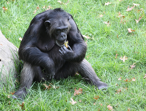 An Ape holding banana by bending fingers
