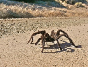 tarantula kinooze lovable crawling itsy spout bitsy