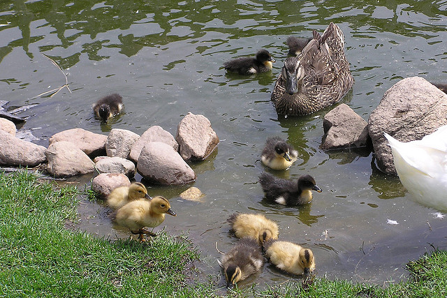 ducklings jump in the pond