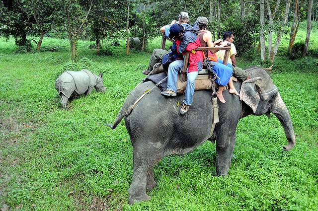 Tourists enjoying the one horned rhino