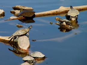 turtles in the lake