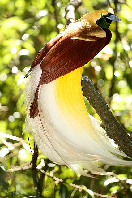  - Bird-of-Paradise1