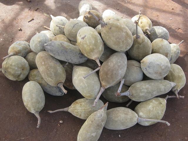 Baobab tree fruits