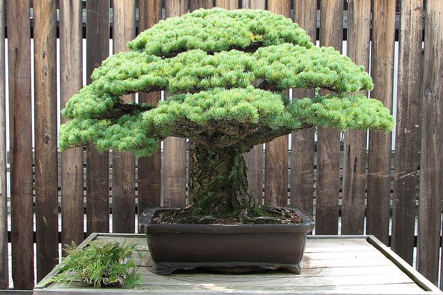 bonsai-pine