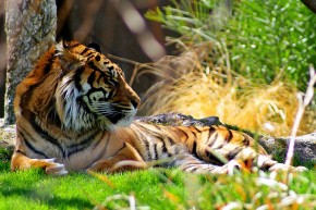 The Sumatran Tiger (Panthera tigris sumatrae) is one of only five subspecies of tiger left in the world.