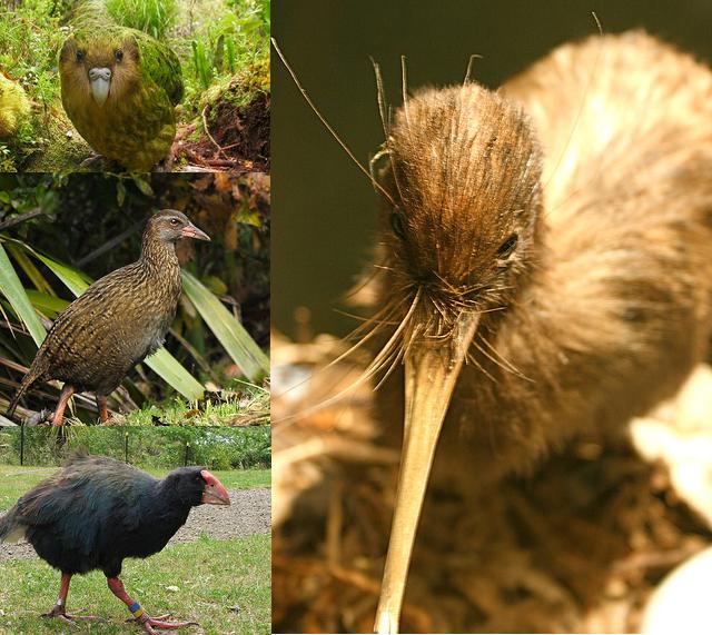 Left top- Kakapo, Left centre-Weka, Left bottom-Takahe,Big picture on right - Kiwi