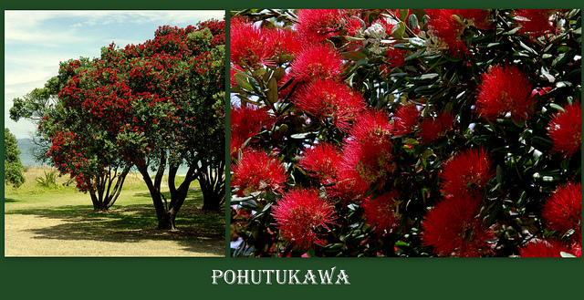 Pohutukawa tree blooms just around Christmas