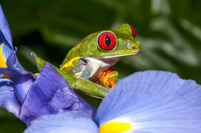 A Red eyed frog 