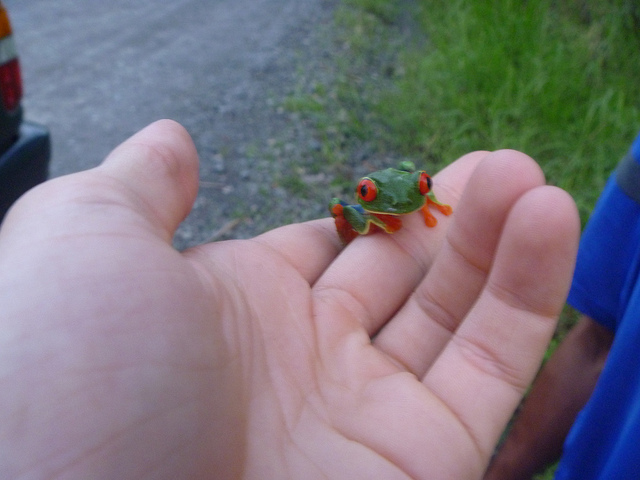 Red eyed frog is very tiny in size
