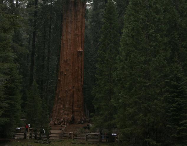 General Sherman Tree, the largest tree by volume on earth, 275 feet high.