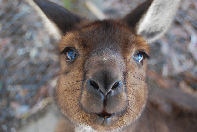 kangaroo-baby
