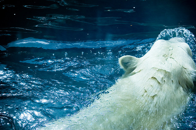 A polar bear looking to hunt