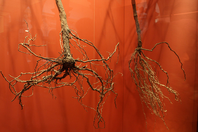 Roots of a plant