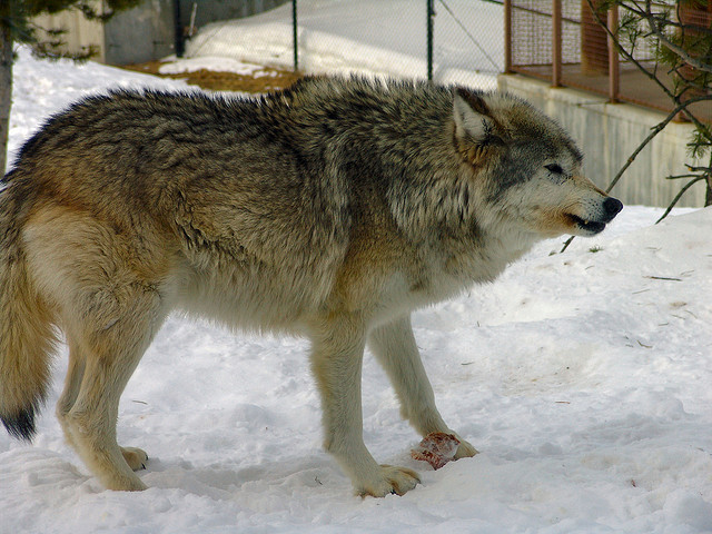 Wolves attack in russia