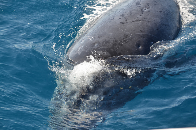 Whale Hunting Halts in Japan