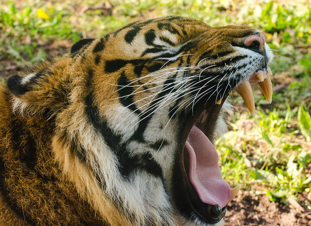Tiger canines