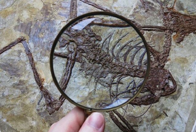 Microraptor gut, zoomed to show traces of fish bone