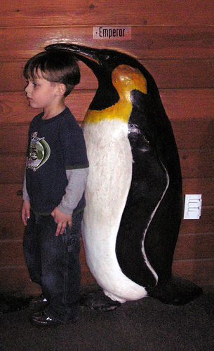 Emperor-penguin's height
