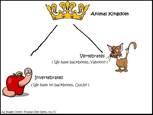 Animal Kingdom - Facts For Kids, Science, Wild Life & Nature - Kinooze