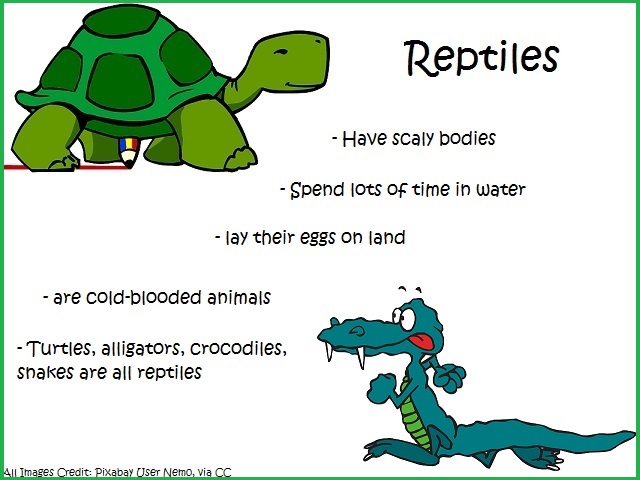 Laura's Class: NATURAL SCIENCE UNIT 3 - ANIMALS