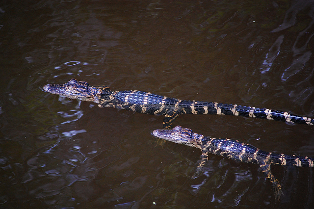 Alligator with its baby
