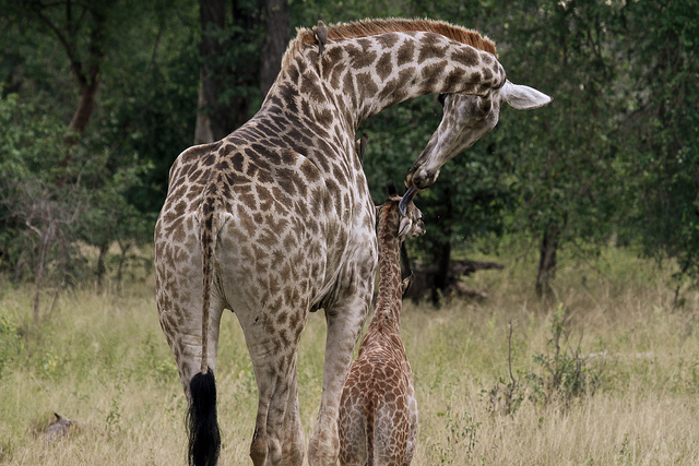 Mother giraffe loving her calf