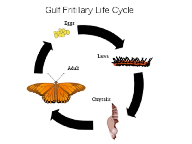 Lifecycle of butterfly